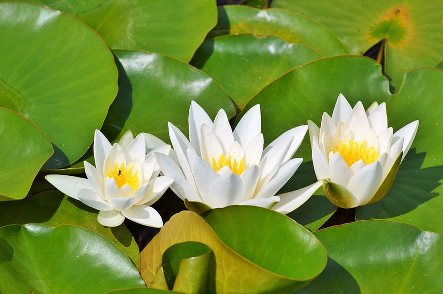 Water Lily, Flower, rose, water rose, nuphar lutea, pond plant, HD wallpaper