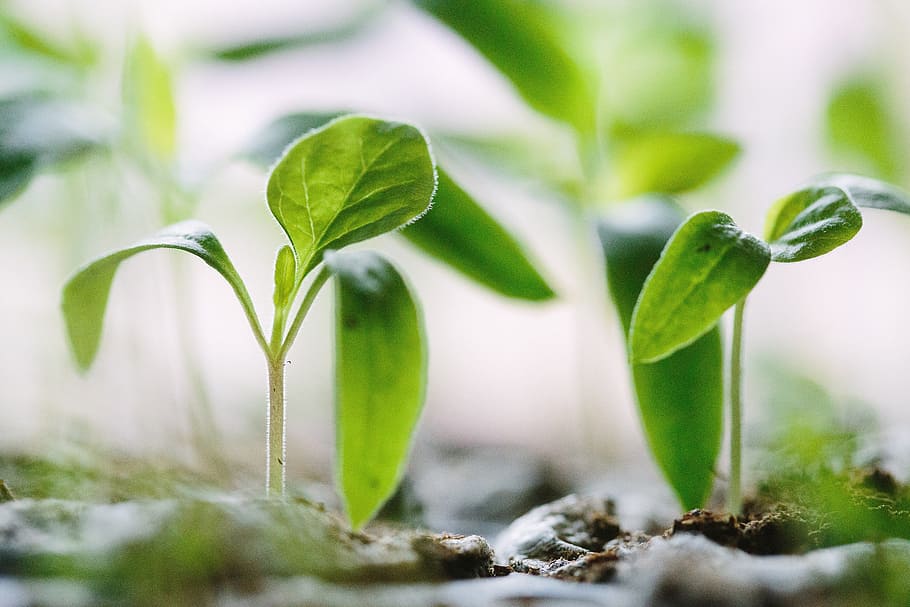 leaves, soil, crops, nature, field, plant, green, plant part HD wallpaper