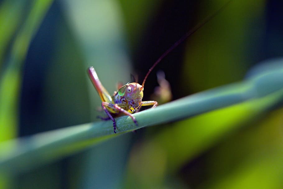 close-up photography of eastern lubber grasshopper on green leaf HD wallpaper