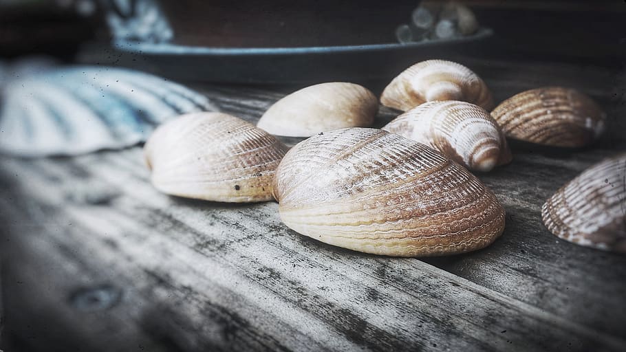 shell, wood, still lifes, animal shell, animal wildlife, close-up HD wallpaper