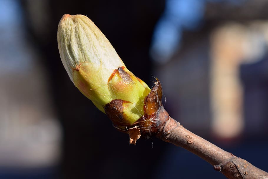 nature, tree, spring, bud, branch, macro, details, krupnyj plan HD wallpaper