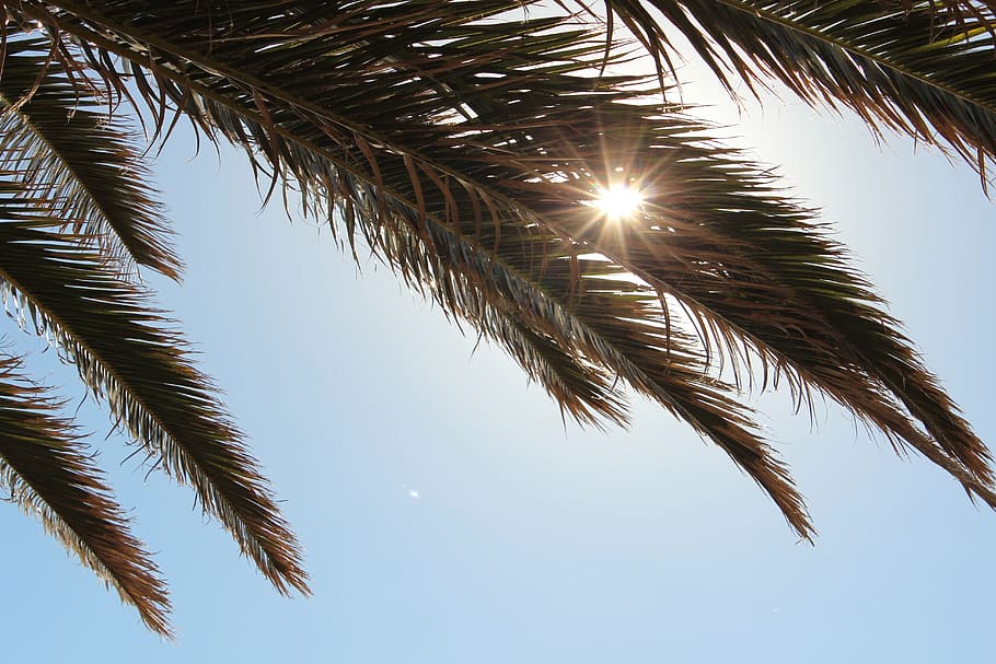 palm tree, sunlight, tropical, summer, sky, idyllic, plant HD wallpaper