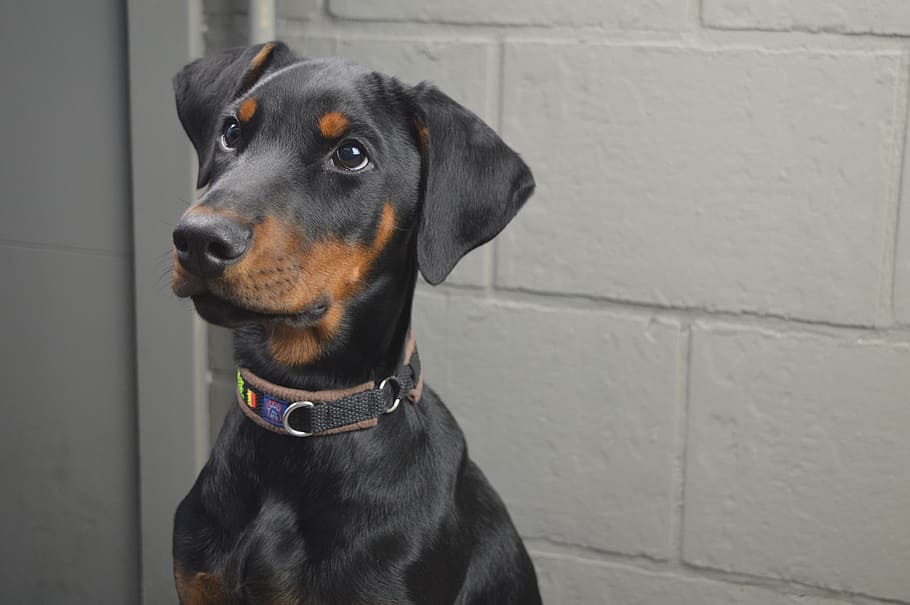 closeup photo of black and tan Doberman pinscher puppy, dog, animals, HD wallpaper