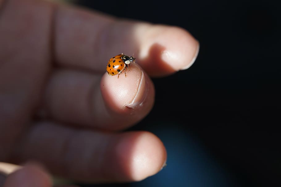 ladybug, beetle, finger, child, lucky charm, insect, nature, HD wallpaper