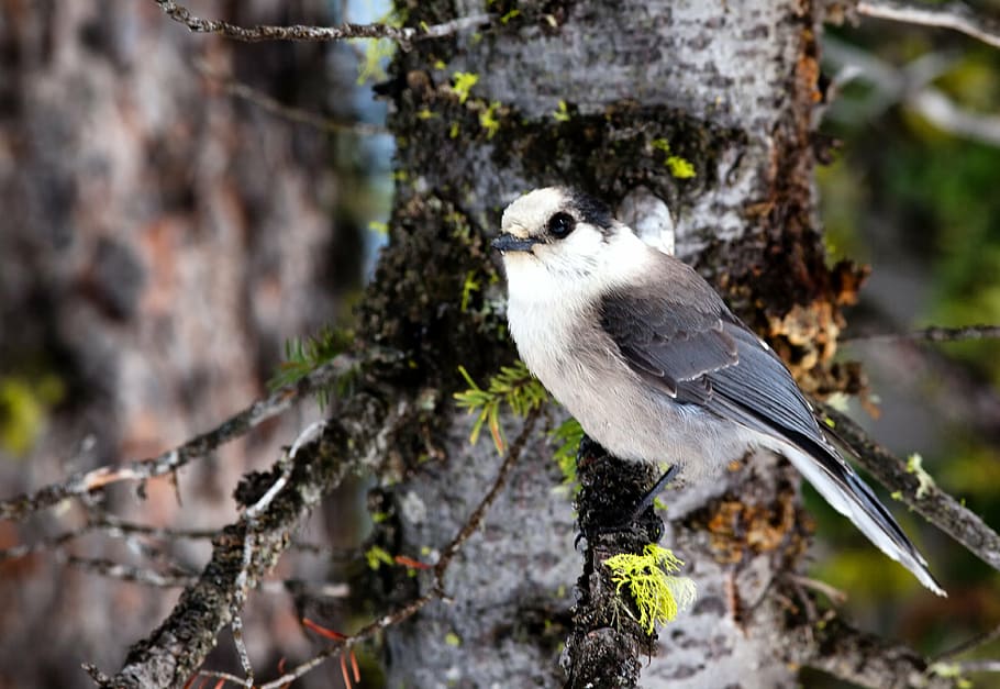 gray jay, bird, tree, branch, perch, nature, outside, macro HD wallpaper