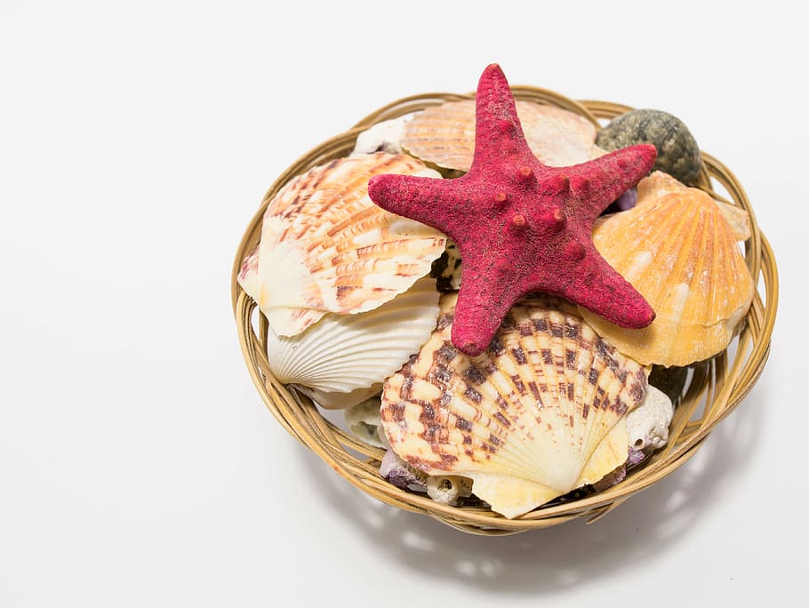 starfish on baset, shell, sea, sea shell, sea star, animal HD wallpaper