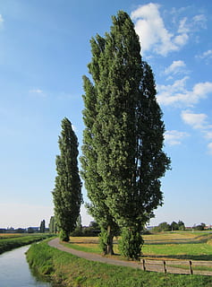 populus nigra, tree, poplars, way, footpath, stream, creek HD wallpaper