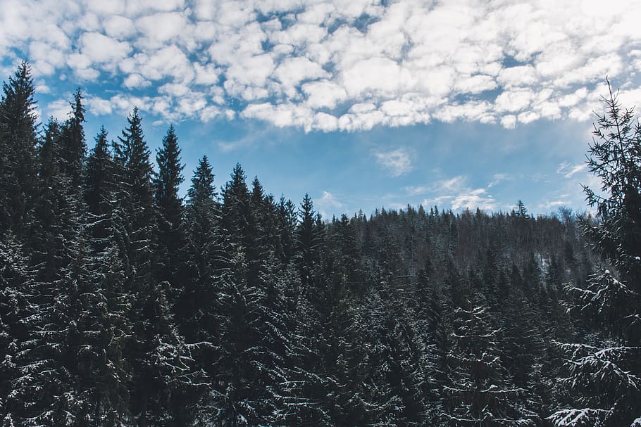 green pine trees under white cloudy sky at daytime, landscape photography of pine trees, HD wallpaper