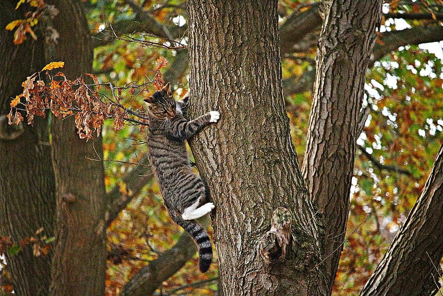 silver tabby cat climbing on tree, Kitten, autumn, mieze, tiger cat HD wallpaper