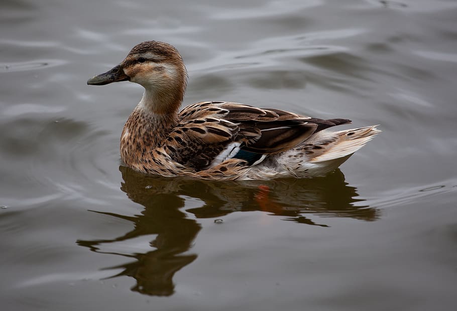 Hen mallard 1080P, 2K, 4K, 5K HD wallpapers free download | Wallpaper Flare