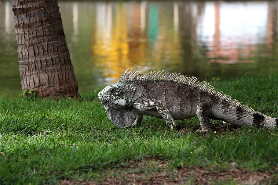 lizard, grass, natural, outdoor, plant, animal themes, animal wildlife HD wallpaper