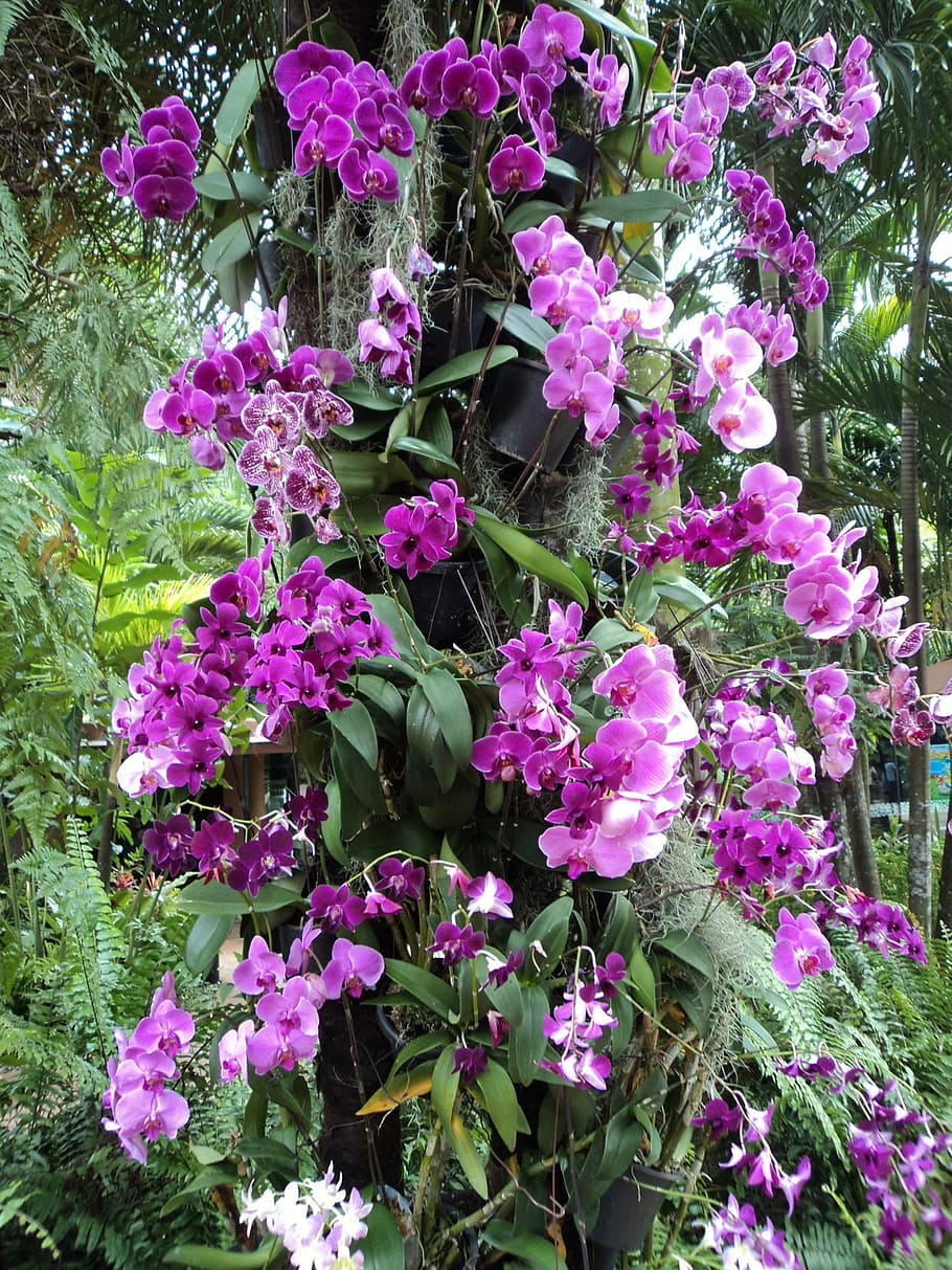 orchids, violet, flower, plants, leaves, petals, garden, flowering plant HD wallpaper