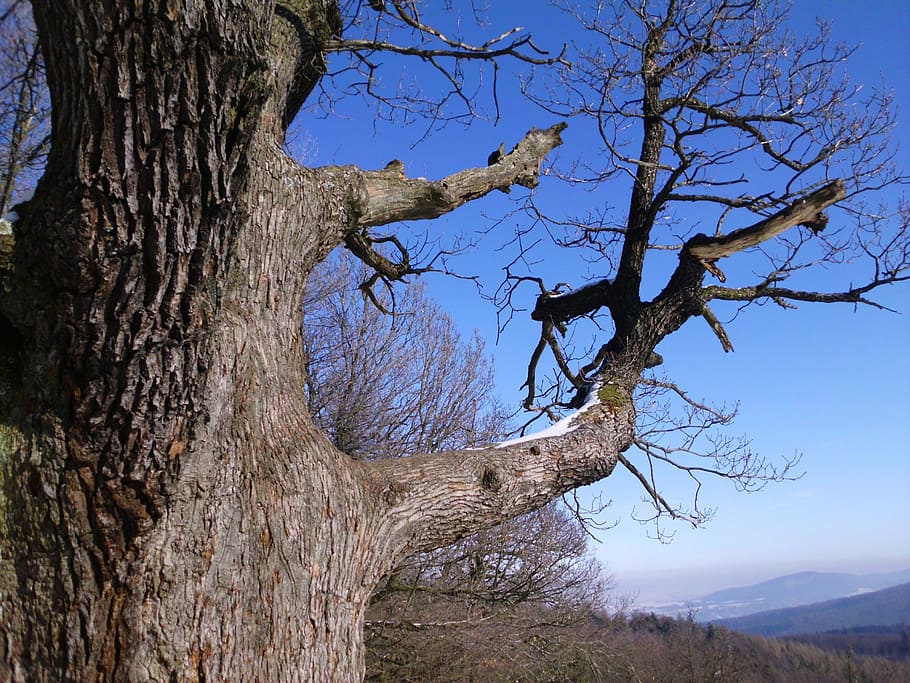 tree, branch, sky, winter, tree trunk, plant, bare tree, nature HD wallpaper