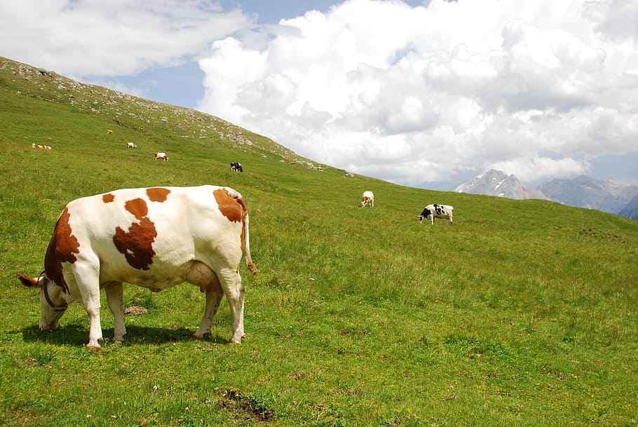 cows, pasture, mountain, prato, trentino, dolomites, animals HD wallpaper