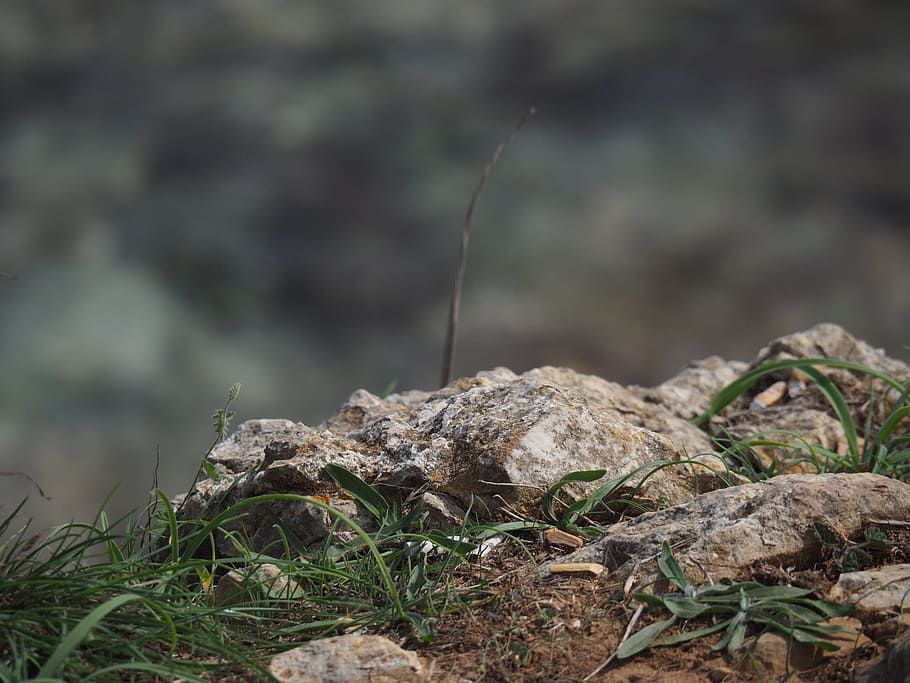 stone, grass, brown, close, macro, plant, grasses, green, nature HD wallpaper