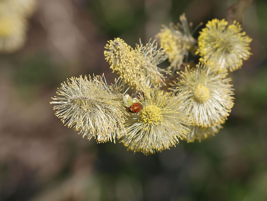 pasture, blossom, bloom, pussy willow, ladybug, pollen, branch, HD wallpaper