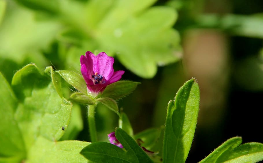 flower, summer, macro, nature, garden, green color, growth HD wallpaper