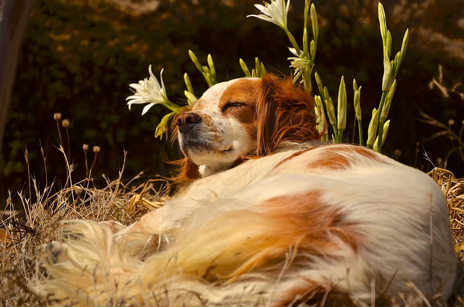 dog, enjoy, rest, mammal, animal themes, one animal, canine HD wallpaper