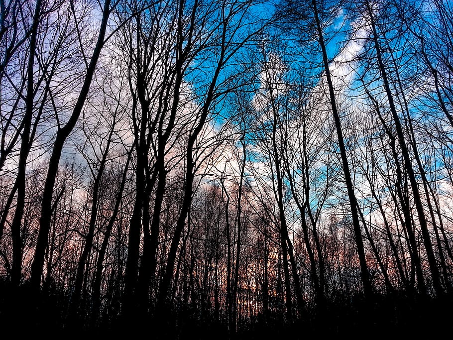 winter, tree, park, sky, nature, bare tree, plant, low angle view HD wallpaper