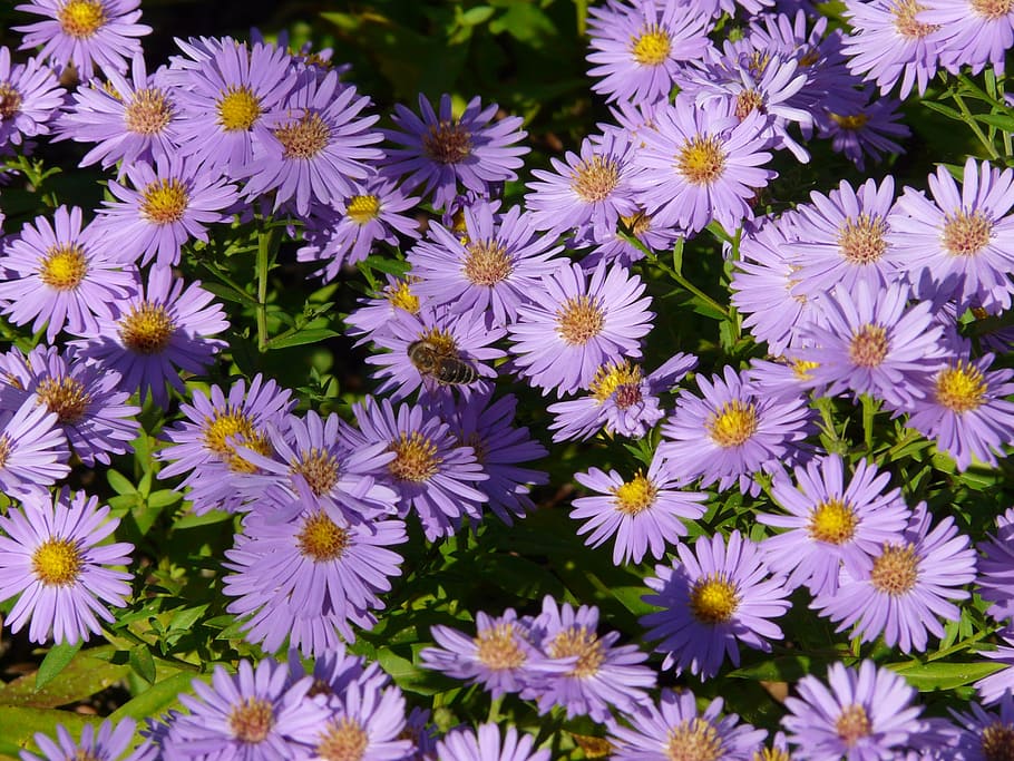 smooth leaf aster, herbstaster, flower, bloom, flowers, ornamental plant HD wallpaper