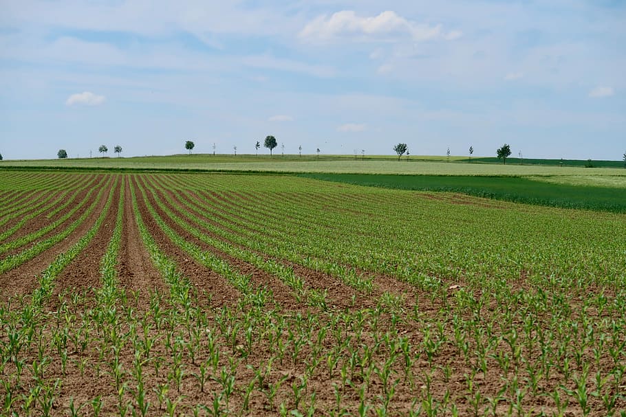 avenue, cornfield, trees, agriculture, spring, sky, landscape HD wallpaper