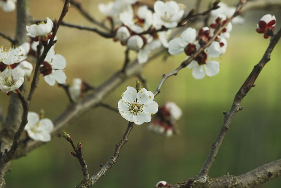 aesthetic, apricot, blossom, bloom, white, apricot blossom, HD wallpaper