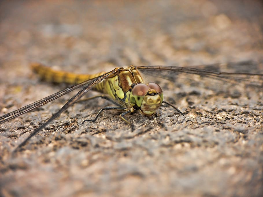 Dragonfly, Wings, Insect, Nature, Bug, macro, green, animal HD wallpaper