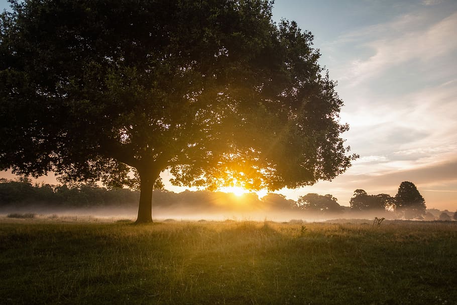 tree against golden sun, green leafed tree during sunset, sunrise HD wallpaper