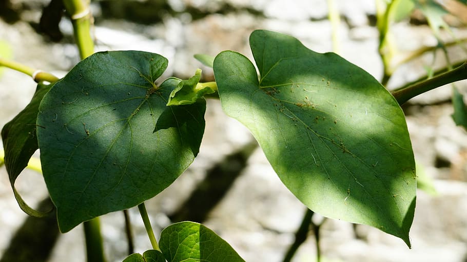 leaf, nature, plant, food, plant part, green color, growth HD wallpaper