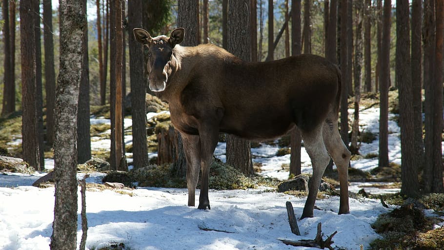 Moose, Animals, horse, one animal, winter, domestic animals HD wallpaper