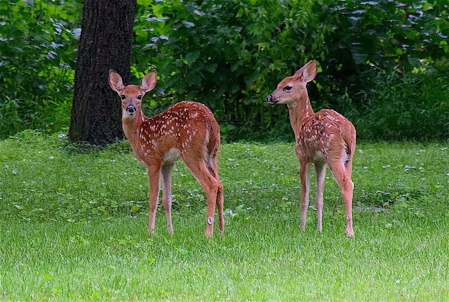 photo of two brown deer standing on green grass near trees, deers