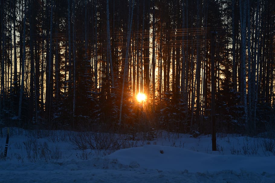 winter, tree, nature, snow, cold temperature, beauty in nature HD wallpaper