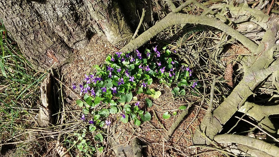 nature, flowers, violet, tree, plant, growth, day, no people HD wallpaper
