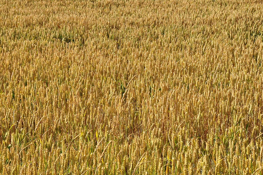 wheat, cereals, rye, spelt, field, land, backgrounds, landscape HD wallpaper