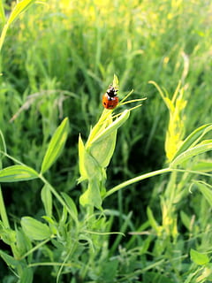 ladybug, beetle, tipster, summer, insect, insects, red, little HD wallpaper