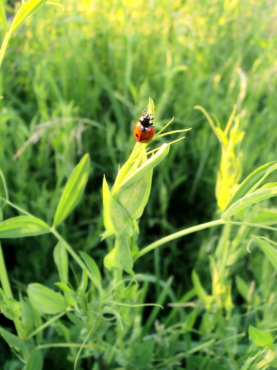ladybug, beetle, tipster, summer, insect, insects, red, little HD wallpaper