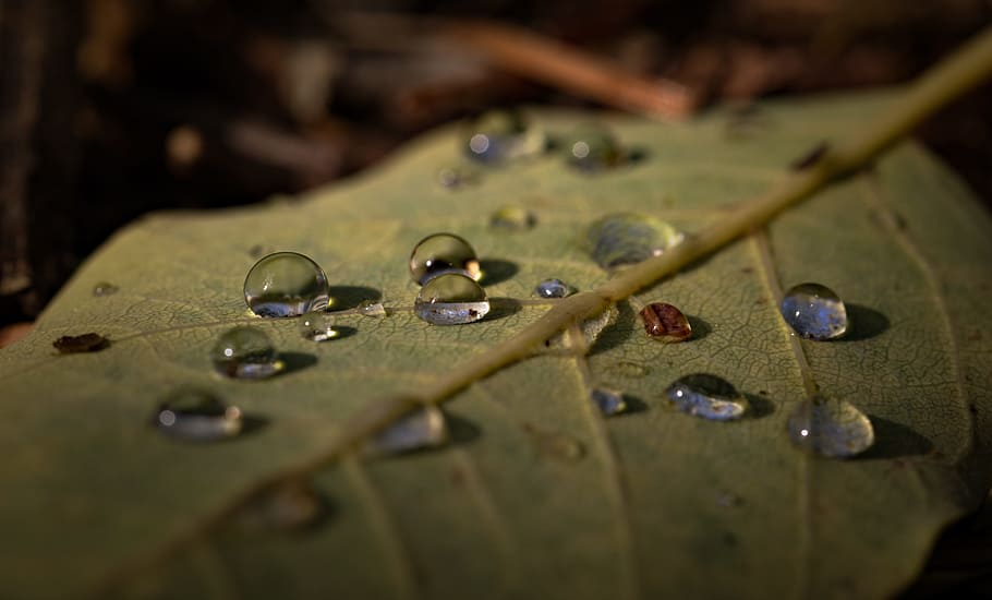 leaf, macro, nature, shadows, water drops, selective focus HD wallpaper