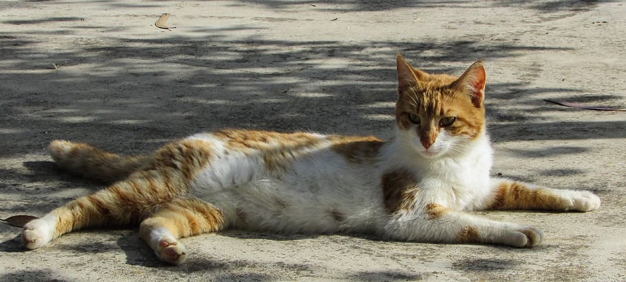 cat, stray, cute, young, kitty, lying, resting, looking, mammal HD wallpaper