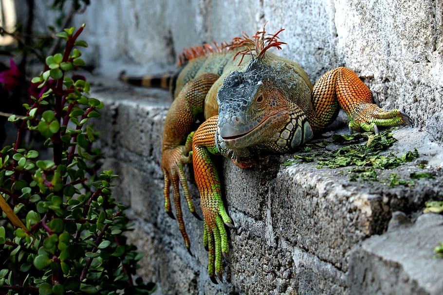 green and orange 4-legged reptile, nature, animalia, wild life, HD wallpaper