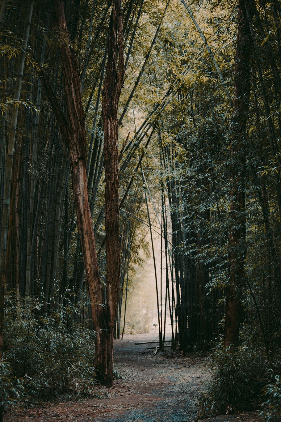 pathway between bamboo trees, foot path, landscape, nature HD wallpaper