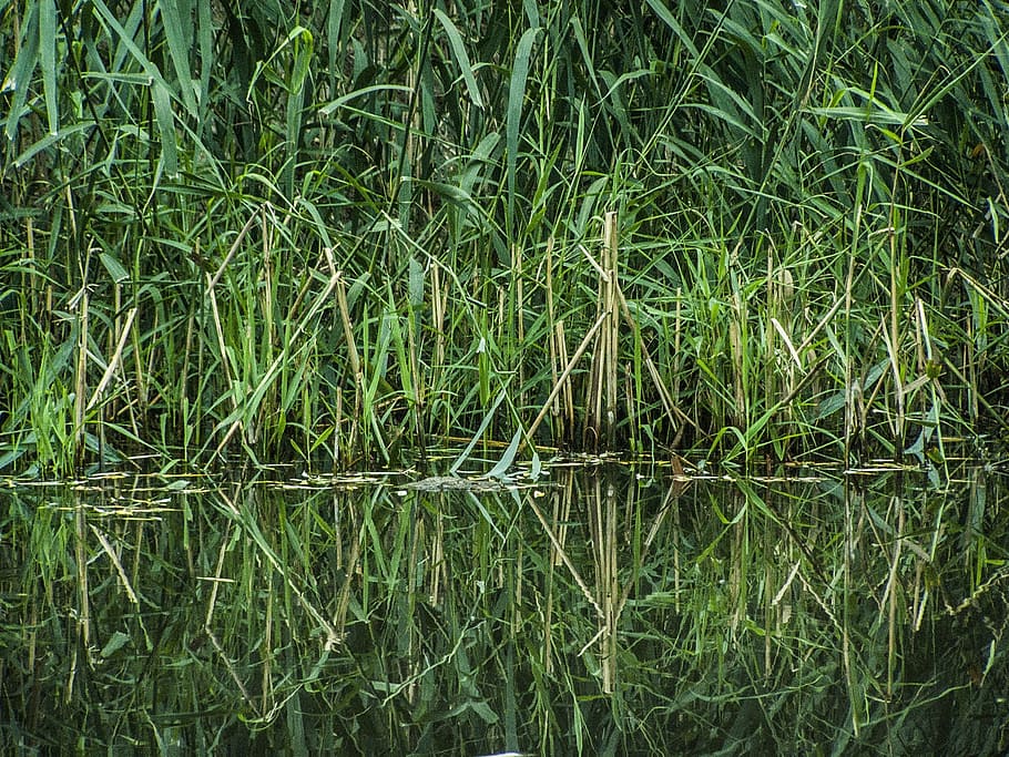 Reed, Landscape, Waterfront, green, aquatic plant, lake, green color HD wallpaper
