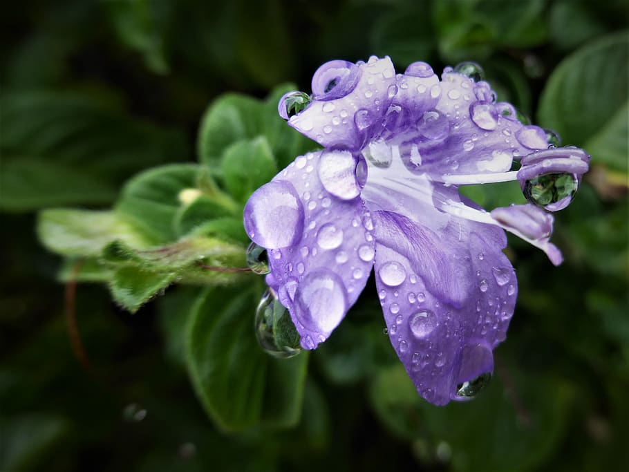 flower, mauve, raindrops, flowering plant, water, close-up HD wallpaper