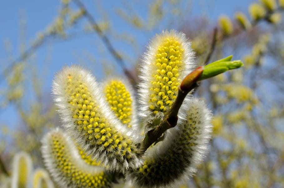 green leafed plants, pussy willow, spring, summer, pollen, allergy HD wallpaper