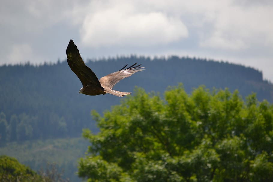 Golden Eagle, Flying, Trees, Bird, animal, eagle flying, wildlife HD wallpaper