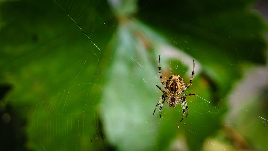 spider, network, cobweb, close, arachnid, nature, dewdrop, insect HD wallpaper