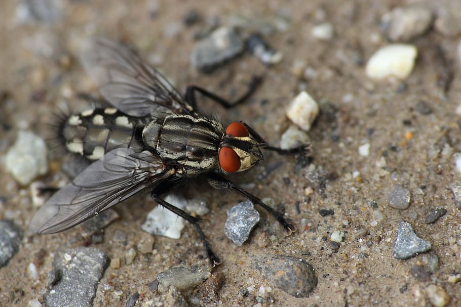 fly, bluebottle, insect, eyes, insect macro, close, whopper HD wallpaper
