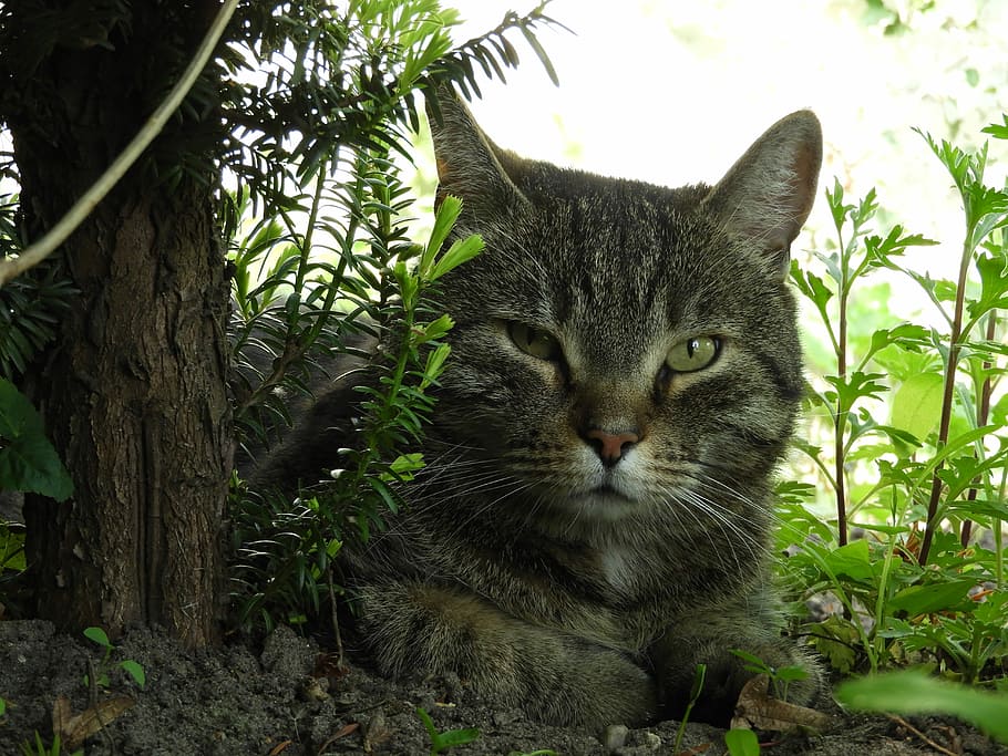Cat, Shadow, Relax, Eyes, Kitten, mieze, domestic Cat, animal HD wallpaper
