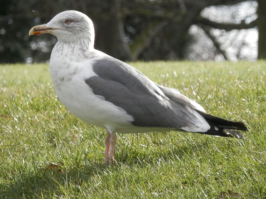 gull, bird, seagull, vertebrate, animal themes, grass, animals in the wild HD wallpaper