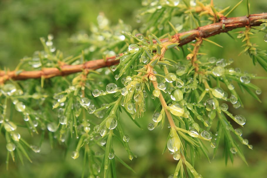 bush, coniferous, drops, green, juniper, water, waterdrops HD wallpaper