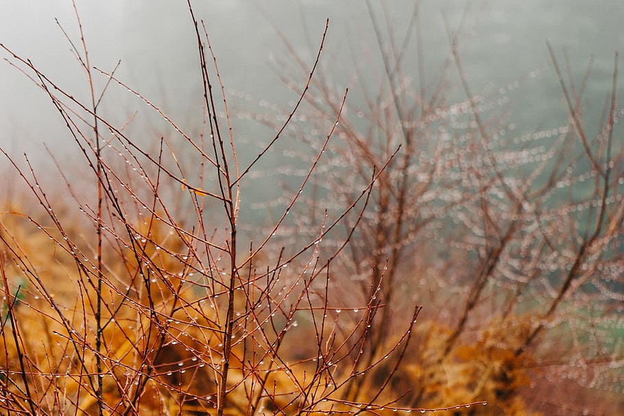 rainy, branches, dew, rain, raindrops, plant, nature, no people HD wallpaper